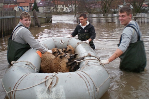 Schafe gerettet
